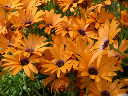 425485 (a): :1600x1200